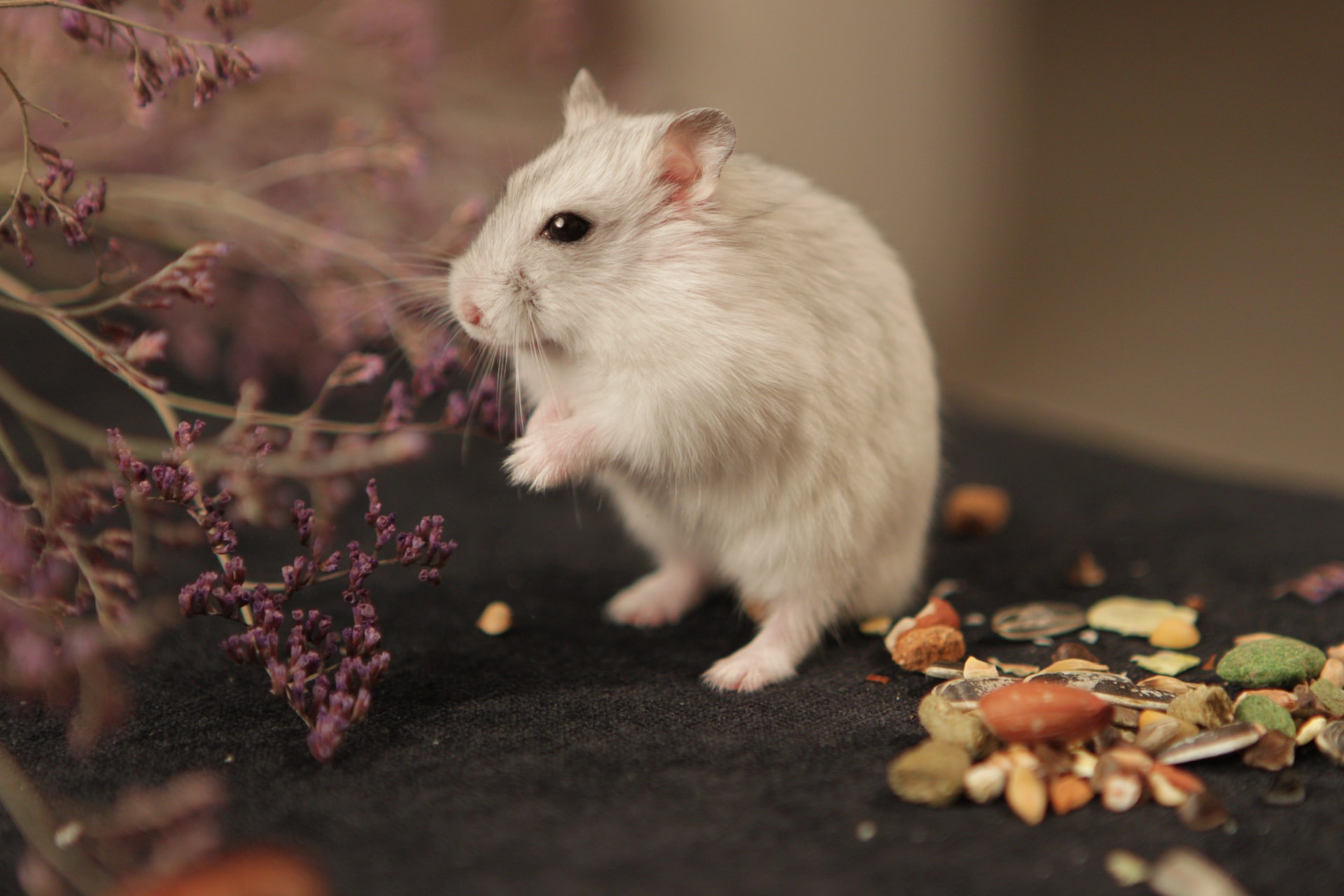 Колко ефективно е лепилото за мишки?